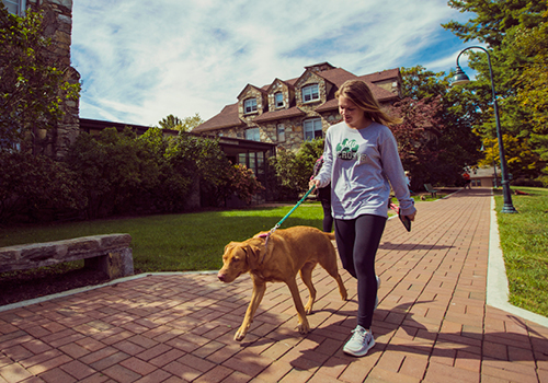 Student walking a dog along a campus pathway near residence buildings